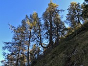 58 Sul ripido sentierino di salita dal Passo di Monte Colle al Pizzo Badile larici colorati d'autunno